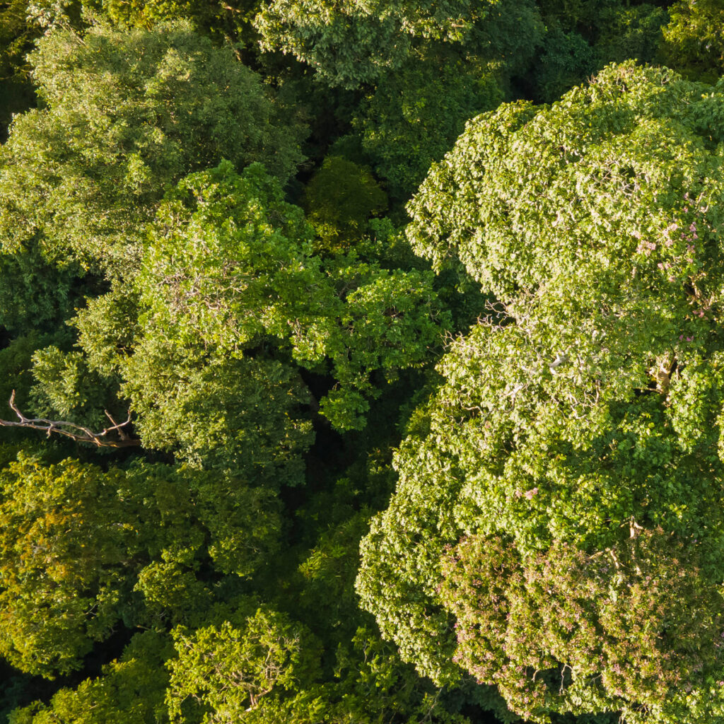 Copia de DJI_0031