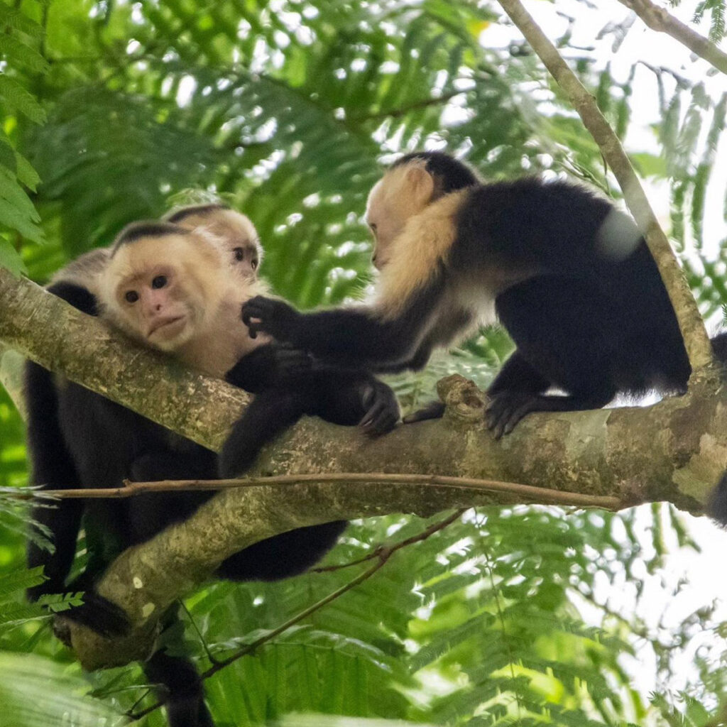Copia de MonkeyPark-57