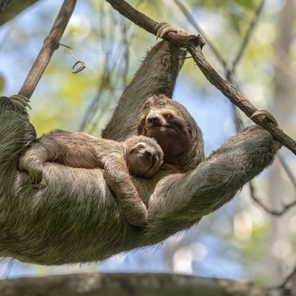 A female sloth with her cub hangs on a branch in the Costa Rican jungle